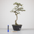 Pré-Bonsai de Ulmus Parvifolia no estilo Bunjin - comprar online