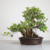 Bonsai de Ficus Formosana no Estilo Moyogi na internet