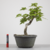 Pré-Bonsai de Liquidâmbar no Estilo Moyogi - comprar online