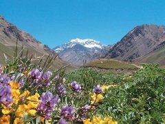 San Rafael - comprar online