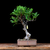 Ficus monckii - F. luschnathiana - FICO05 en internet