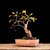 Manzano -Malus floribunda- Man001 - Bonsái Argento