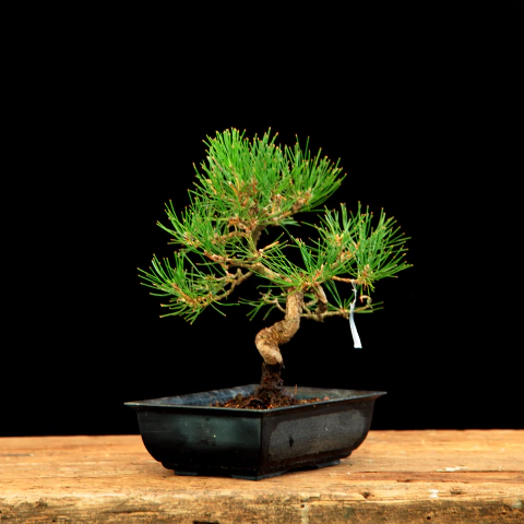 Pino thumbergii PNP012