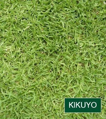Kikuyo