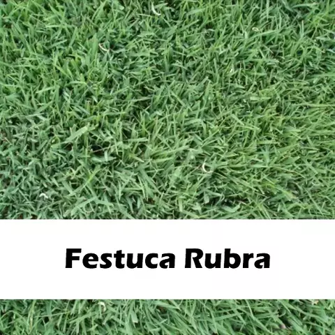 Festuca Rubra x 1 kg (Peleteada con fungicida e insecticida) - comprar online