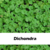 Dichondra