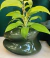 Maceta Oval - Kawaii Green House