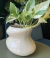 Maceta Oval - comprar online