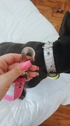 Collar Bunny Plata en internet