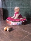 Imagen de Colchoneta DONA