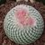Epithelantha micromeris / 10 sementes (Cactos Botão) - comprar online