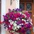 Sementes da Flor Petúnia Sortida (Petunia hybrida)