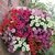 Sementes da Flor Petúnia Sortida (Petunia hybrida) - comprar online