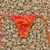 LESS TIRITAS FLORES ORANGE - comprar online