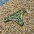 VEDETINA CON CINTURA PRINT VERDE NEON