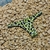 LESS FIJA ANIMAL PRINT VERDE NEON