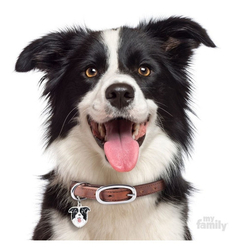 Chapita My Family Colección MY FRIENDS BORDER COLLIE