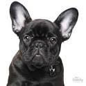 Chapita My Family Colección MY FRIENDS FRENCH BULLDOG - comprar online