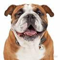 Chapita My Family Colección MY FRIENDS ENGLISH BULLDOG - comprar online
