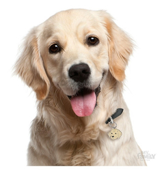 Chapita My Family Colección MY FRIENDS GOLDEN RETRIEVER
