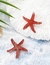 Aro Estrella de mar - tienda online