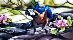 Arara Canindé - Catlleya
