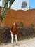 Gatubela Reversible Cape with lace/ Capa reversible con lazo on internet