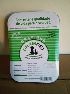 GRAMA DE GATO PLANTE VOCÊ