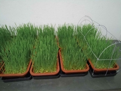 GRAMA GERMINADA
