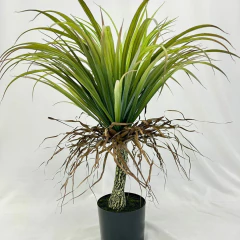 PALMA YUCA - Grumsdelg