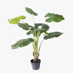 ALOCASIA en internet