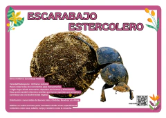 Animales autóctonos Ecorregiones tamaño A3 en internet