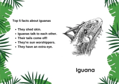 Imagen de A4 "TOP 5 FACTS ABOUT ANIMALS" Material didáctico en inglés Tamaño A4