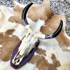Cranio de Gado . - buy online