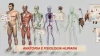 Anatomia e fisiologia humanas