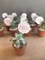 Mini Suculentas com Plaquinhas Personalizadas - 10 unidades - comprar online