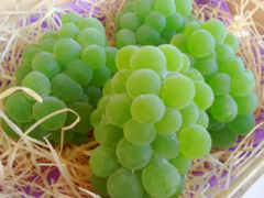SABONETE CACHO DE UVAS ITÁLIA