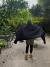 Pashmina negra - comprar online