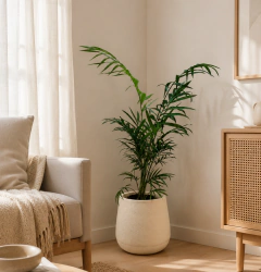 Chamaedorea Elegans – Palmera de Interior