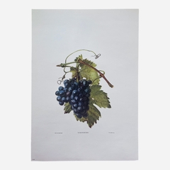Poster / lámina "UVA"