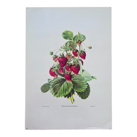 Poster / lámina "Frutilla"