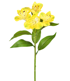 AMARÍLIS SPRAY (ASTROMELIA) AMARELO - 4 HASTES