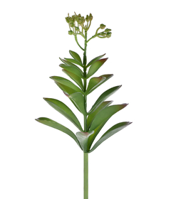 SUCULENTA VERDE COM TOQUE AVERMELHADO - HASTE