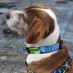 Collar "Neón" (perro) en internet