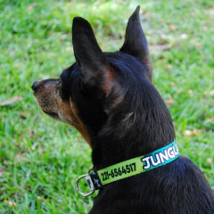 Collar "Jungla" (perro) - tienda online