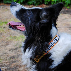 Collar "Summer" (perro) - tienda online