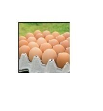 Maple de Huevos "Coeco"
