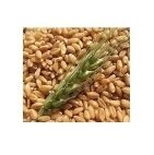Trigo Pelado 1 Kg.