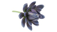 Suculenta roxa azul