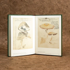 Setas en el Arte Botánico - Ritualitos